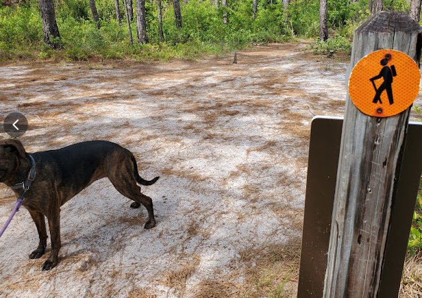 Carolina Beach State Park
