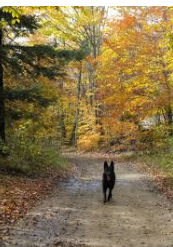 Majestic Kamp & Lost Trails