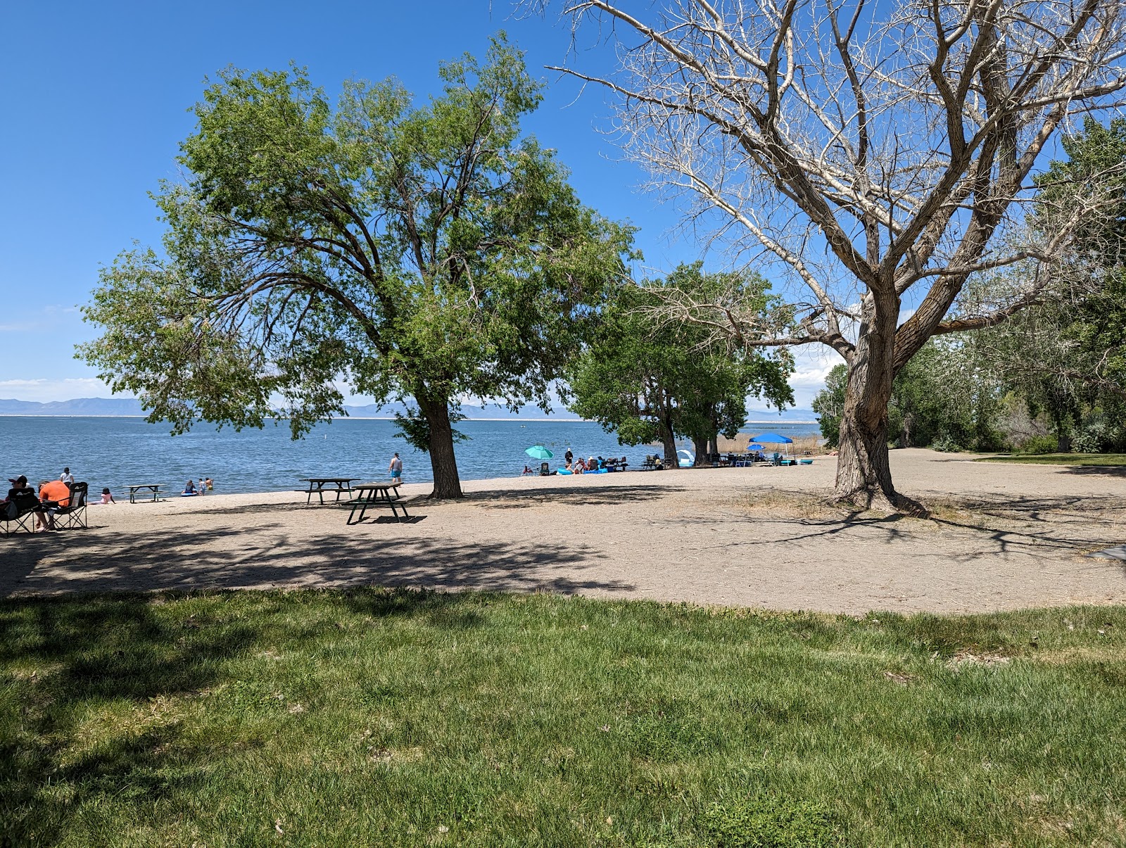 Cottonwood - Willard Bay State Park