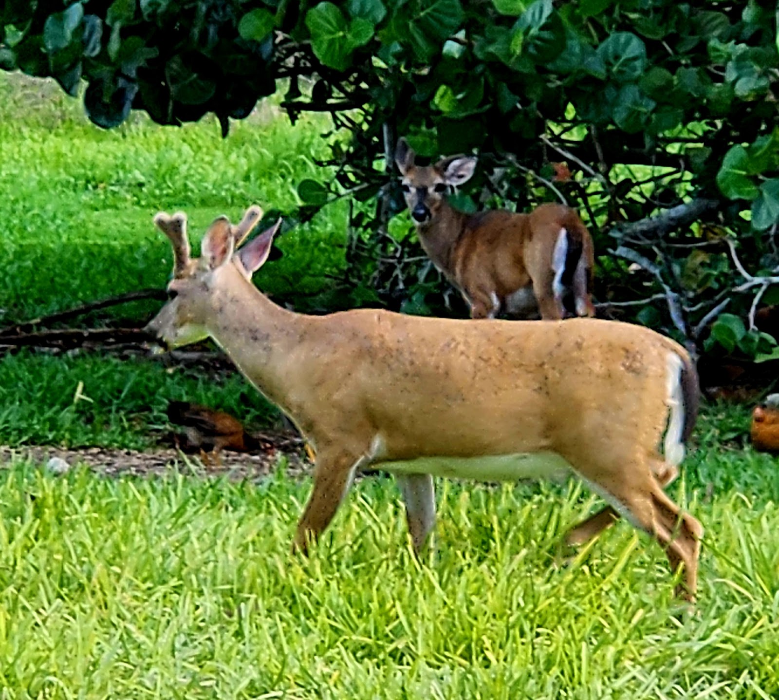 Breezy Pines RV Estates