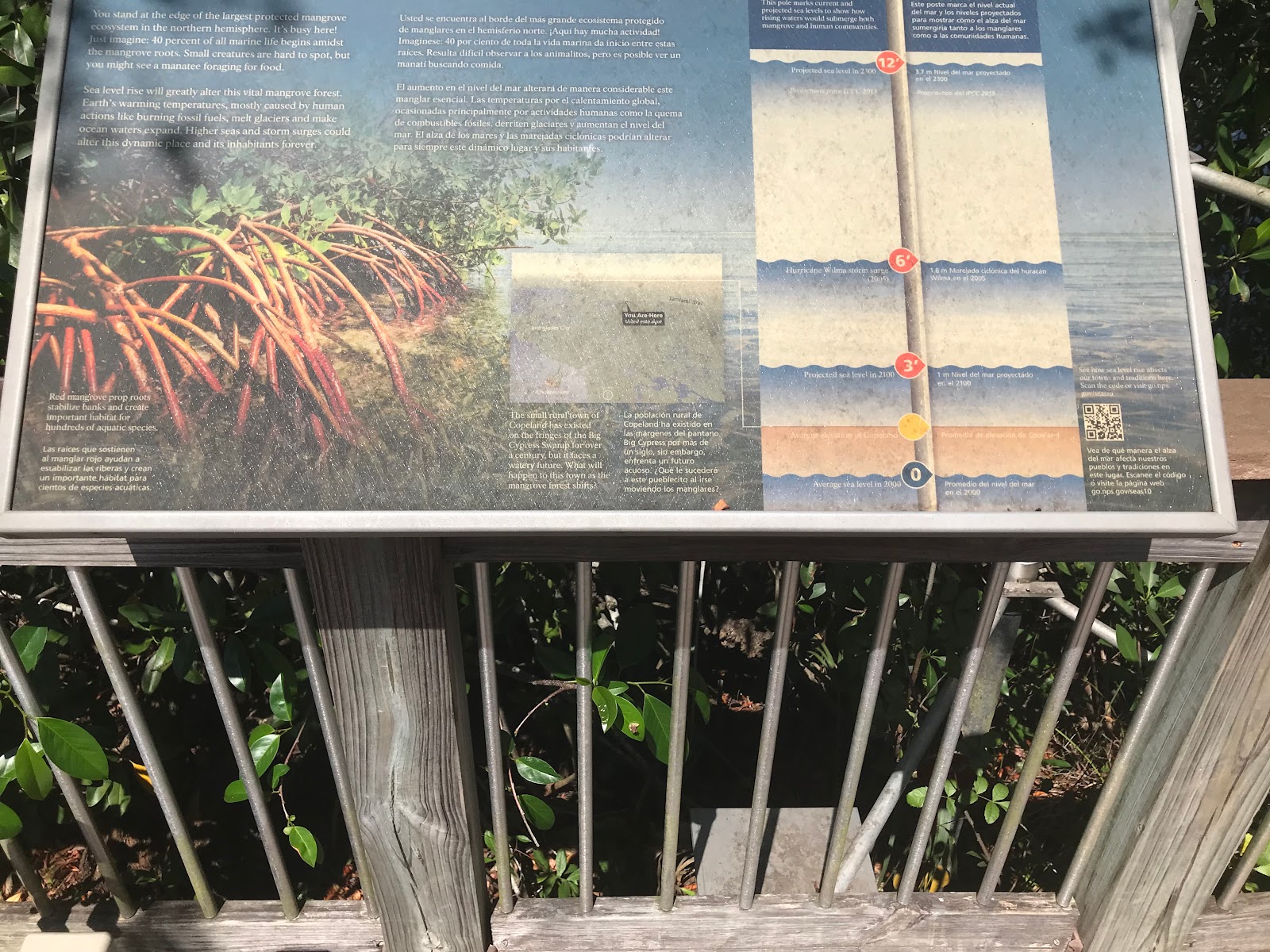 Pink Jeep - Big Cypress National