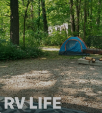 Fox Squirrel - Walnut Point State Park