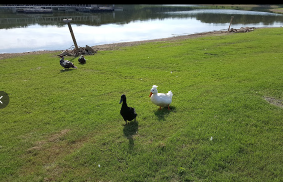 Newberry Creek Resort and Marina