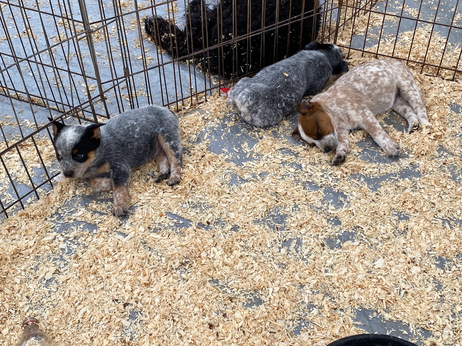 Currys Trade Grounds and RV Park