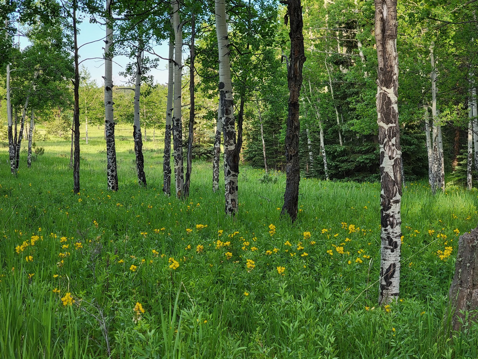 Springdale Campground