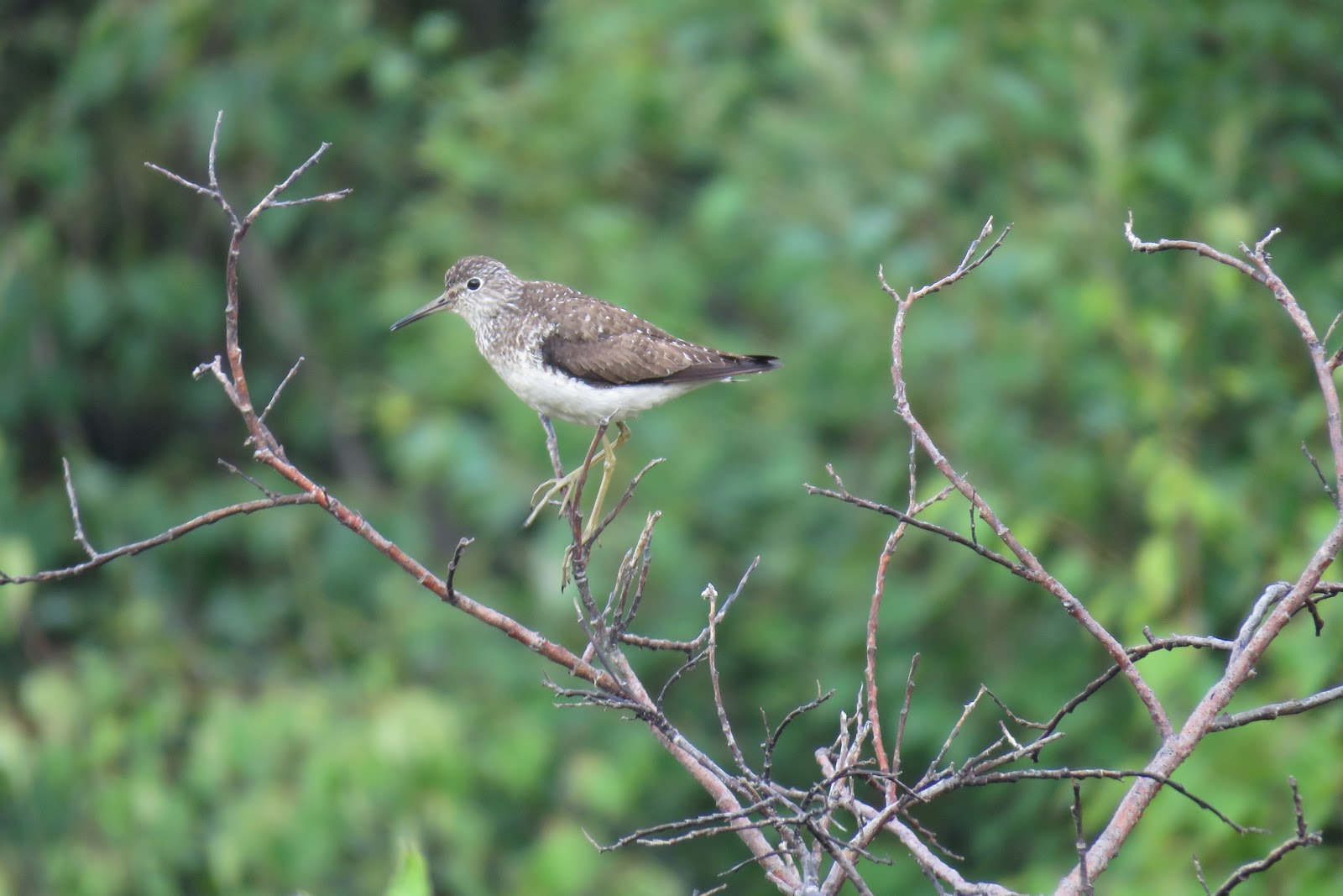 Walker Fork Campground