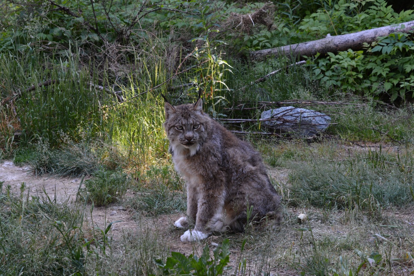 The Kroschel Wildlife Center
