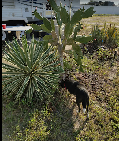 Sunny Pines RV & MHP