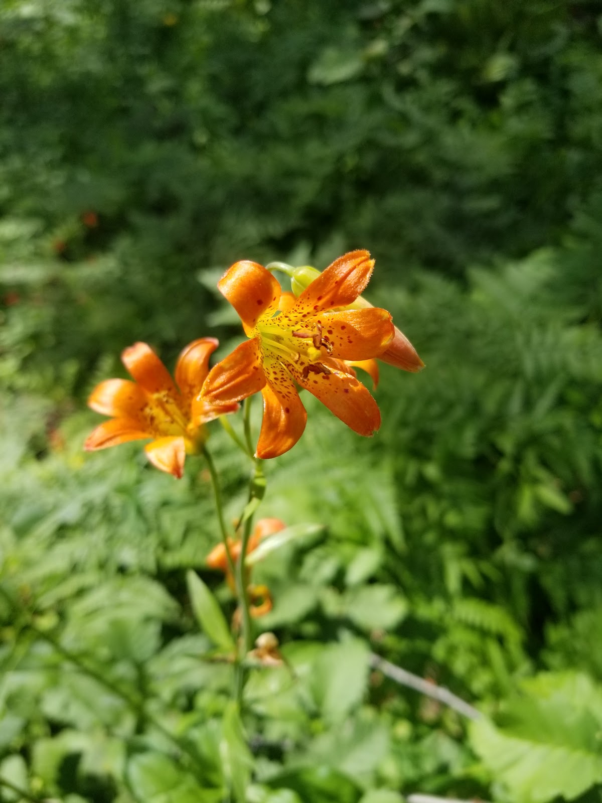 General Creek Campground