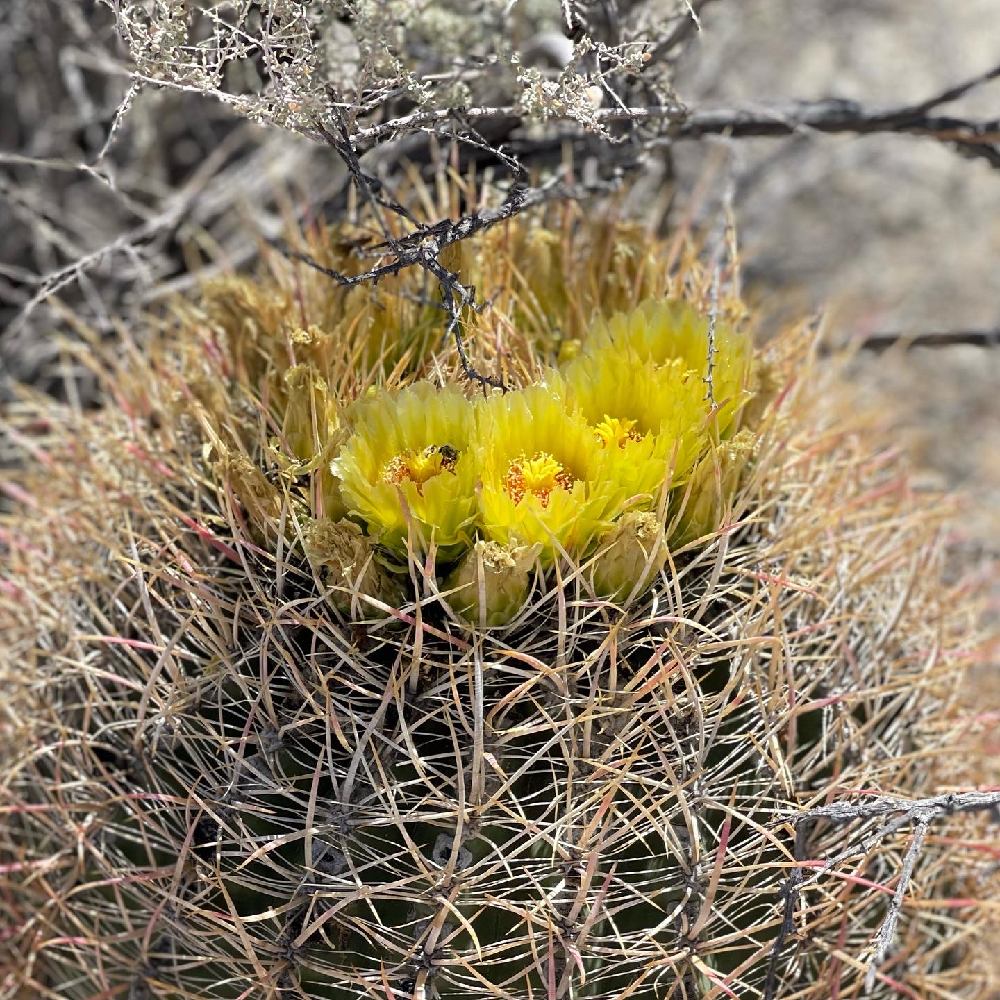Vallecito County Park