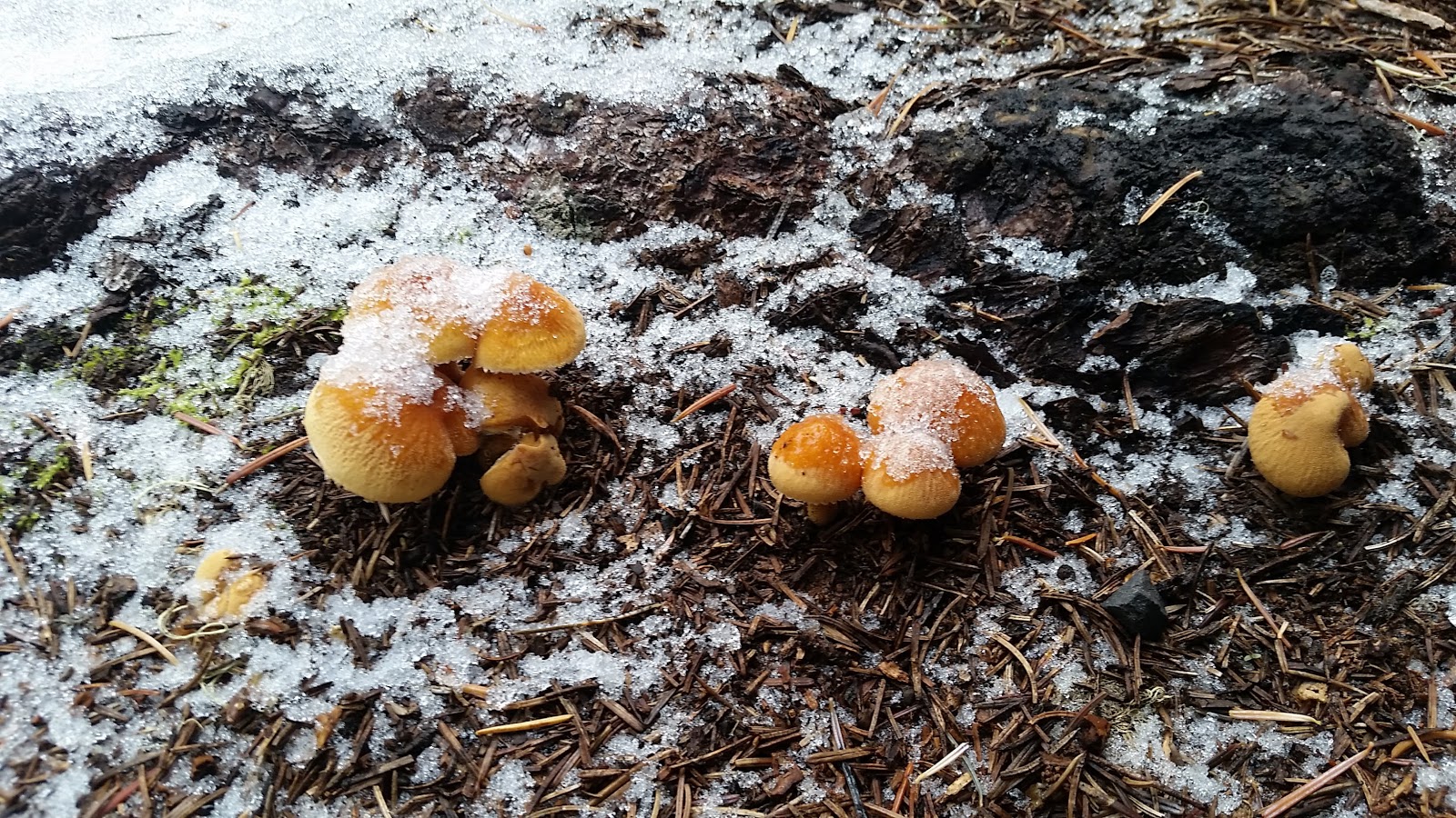 Gold Lake Campground