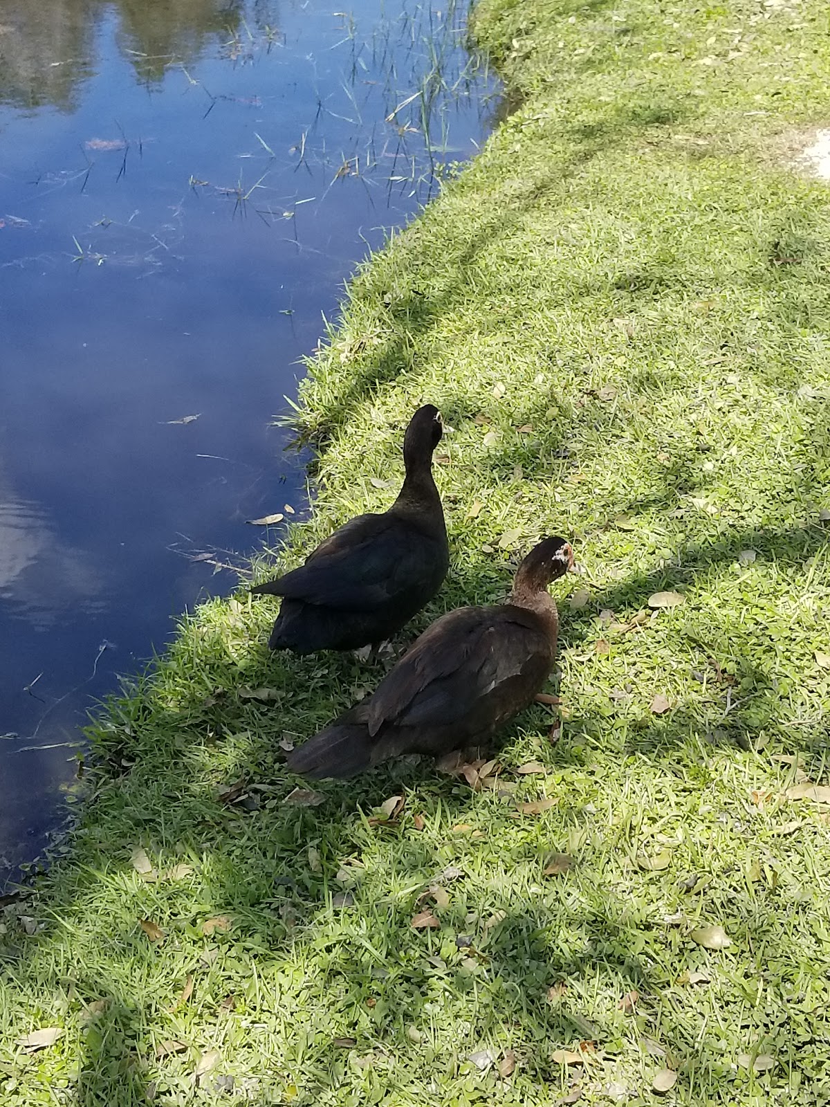 The Oasis at Zolfo Springs