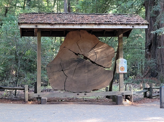 Henry Cowell Redwoods Campground