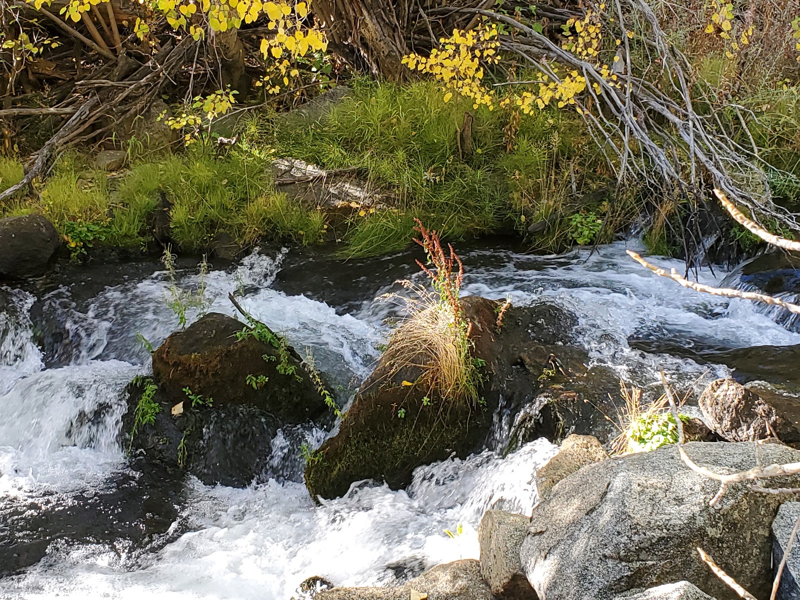 Lundy Canyon Campground