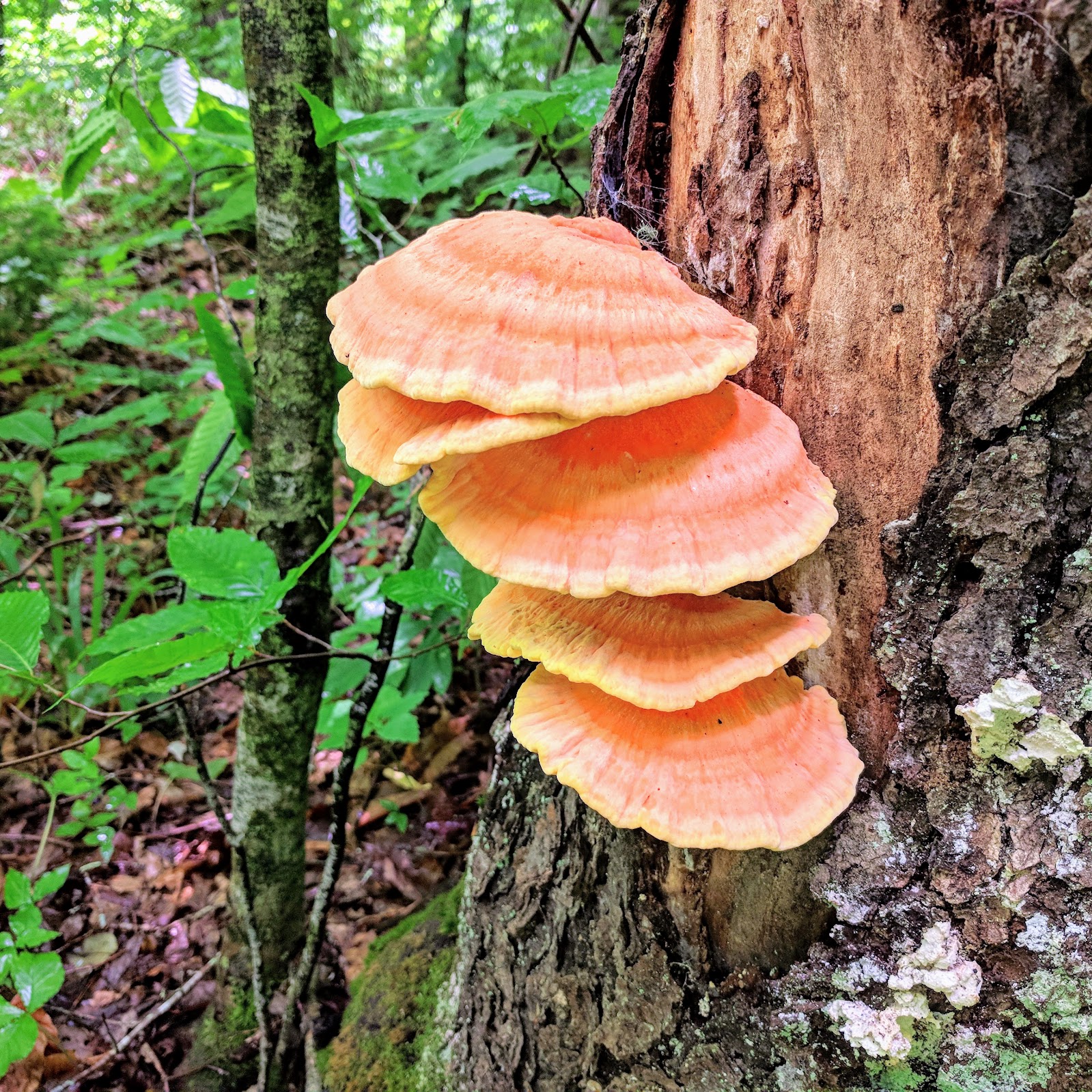 Laurel Fork NF Campground