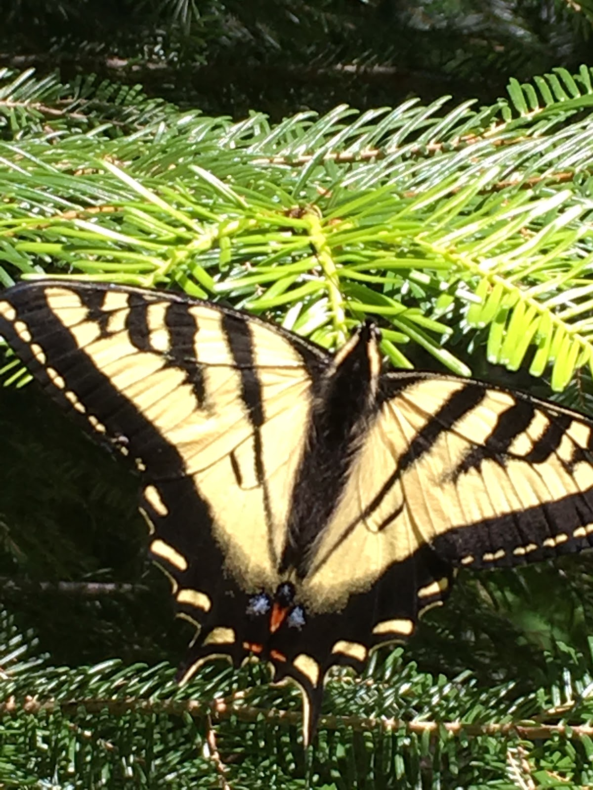 Pine Needle Group Campground