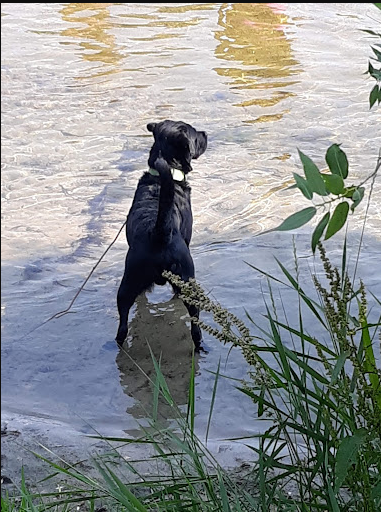 Middle Fork Campground