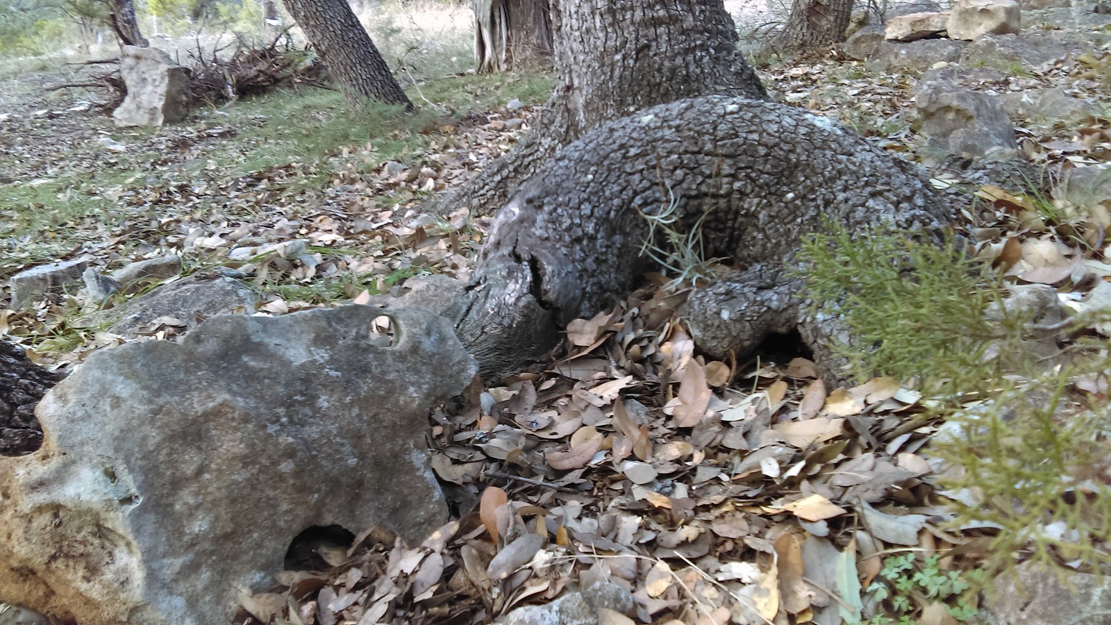 CANYON LAKE CMPGRND/RV PARK