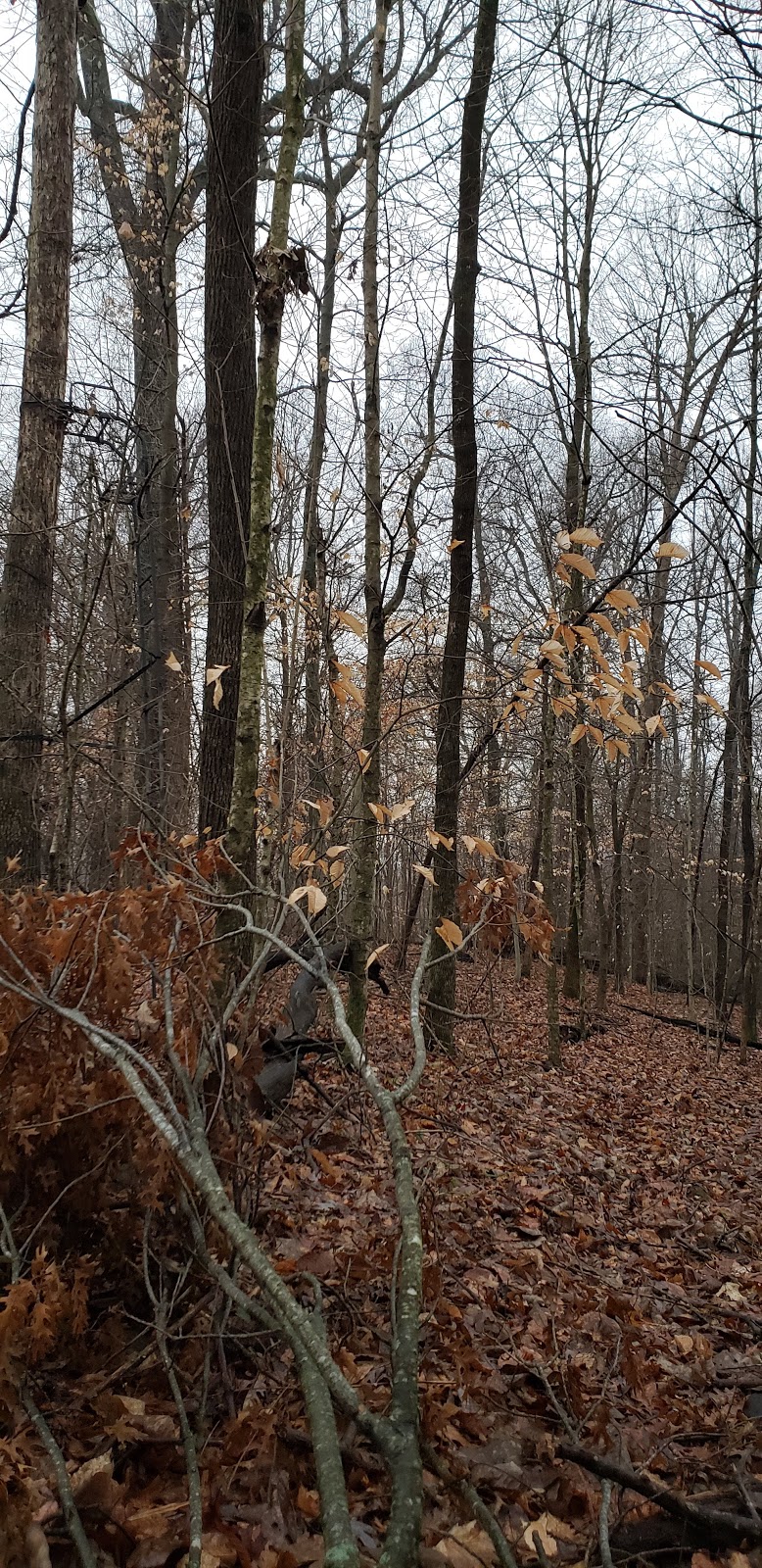 L.B. Davidson Public Wildlife