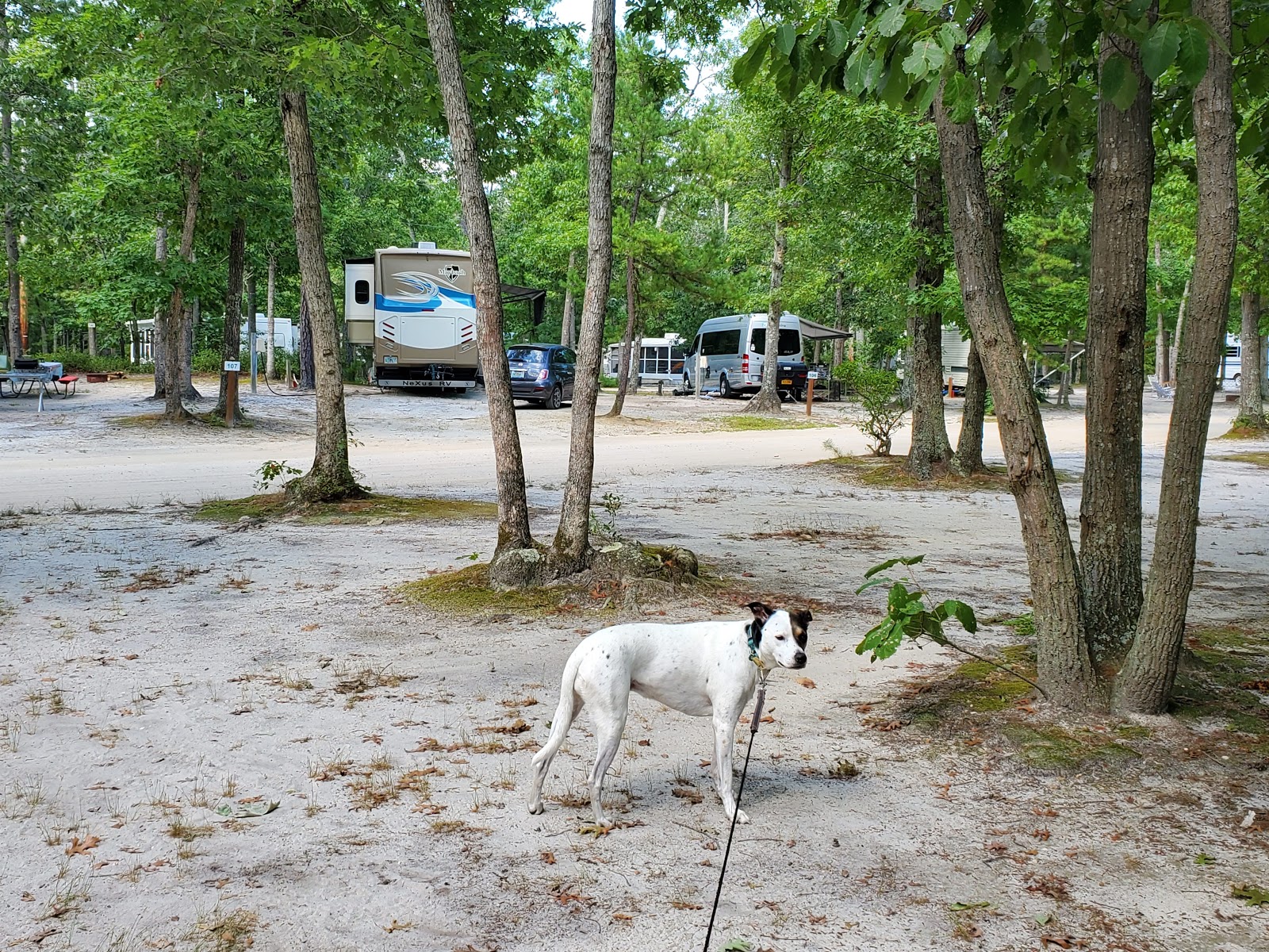 Atlantic Shore Pines Campground- Jersey Shore Camping at its finest!