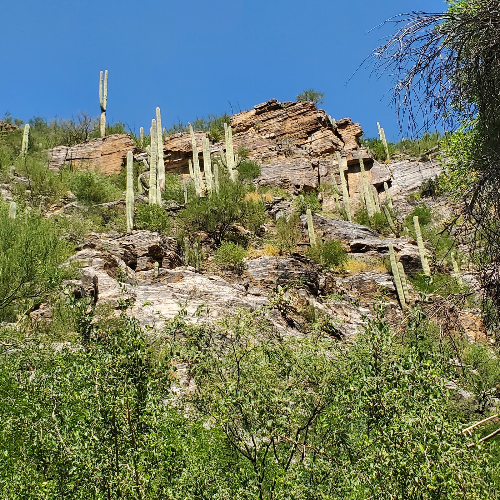 Sabino Canyon Recreation Area Cactus Ramada 2