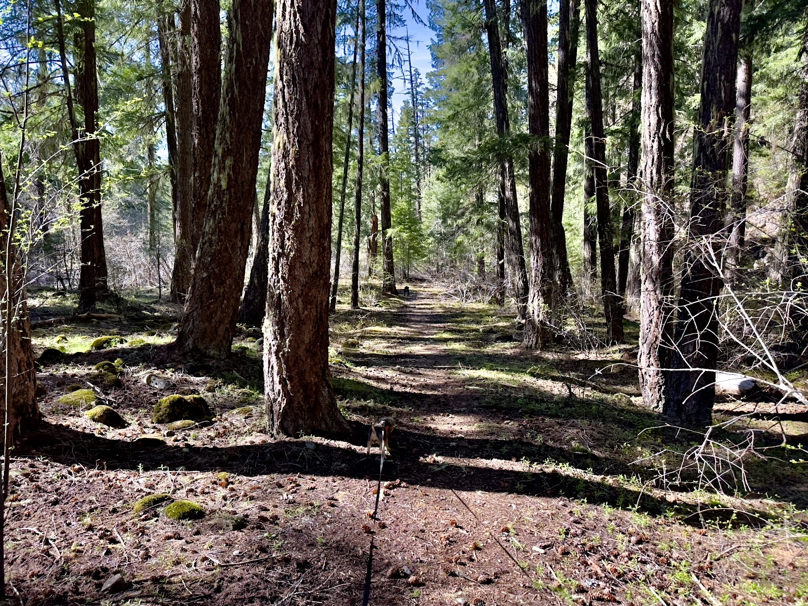 Trout Lake Creek Campground