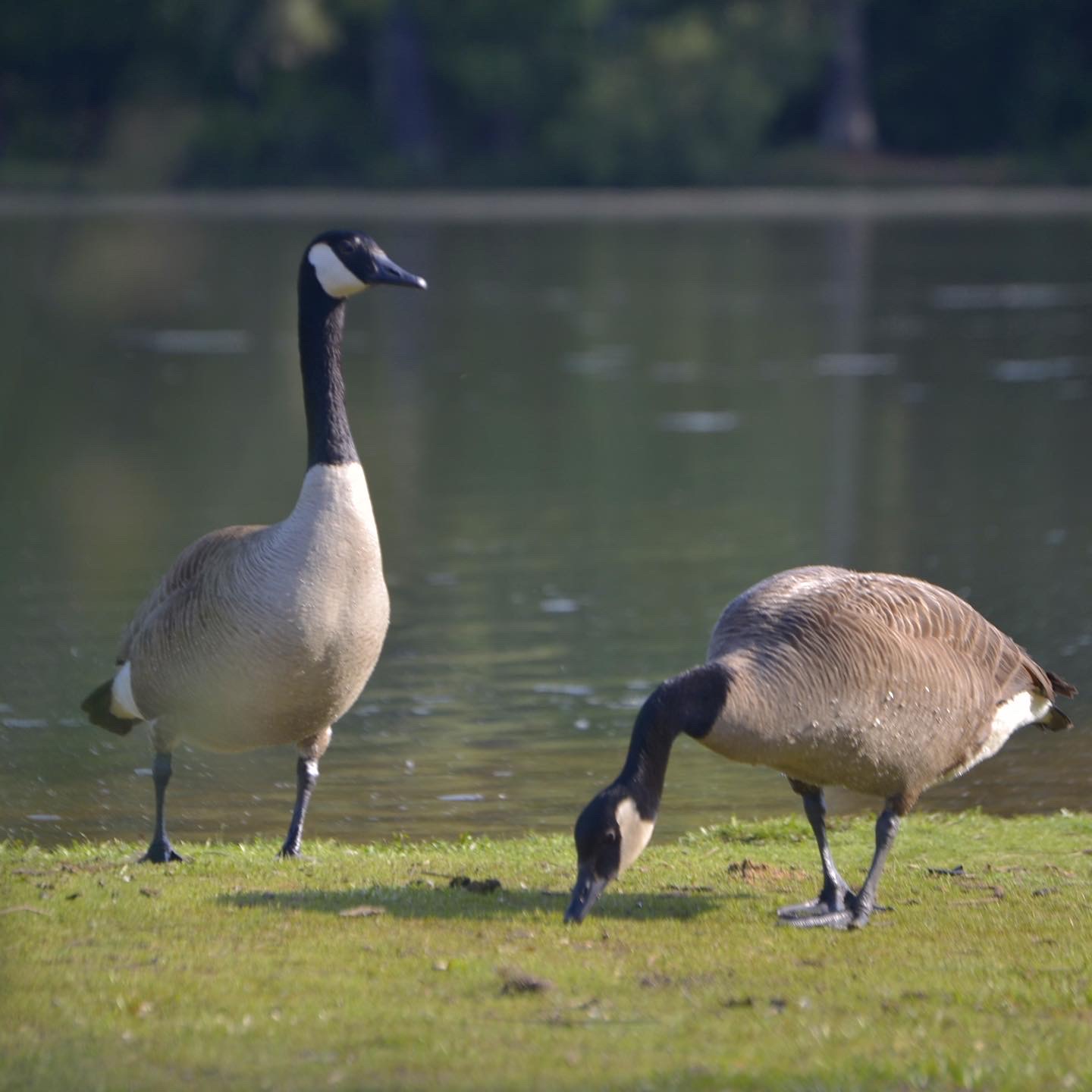 Diamond Lakes Regional Park