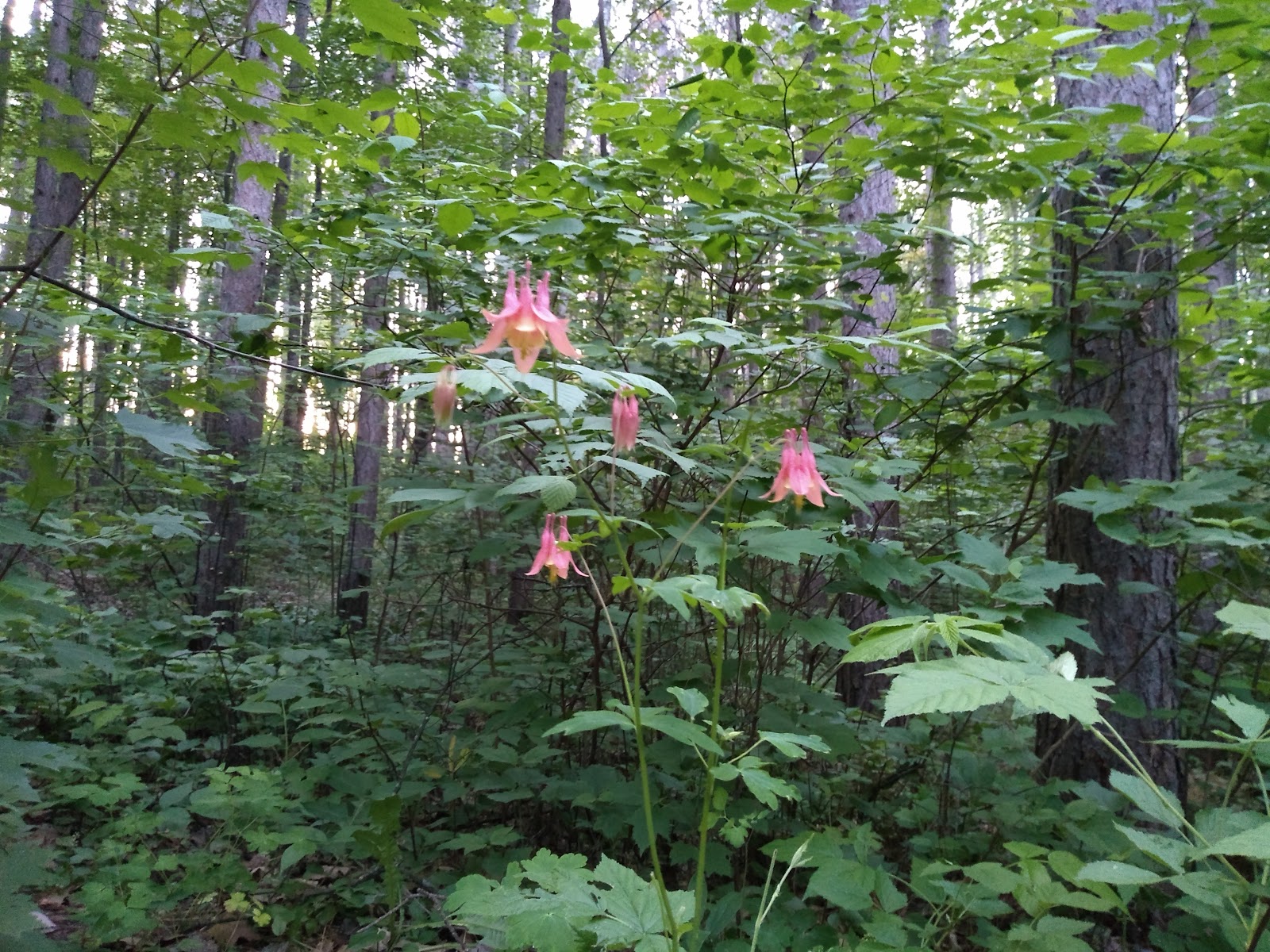 Richardson Lake NF Campground