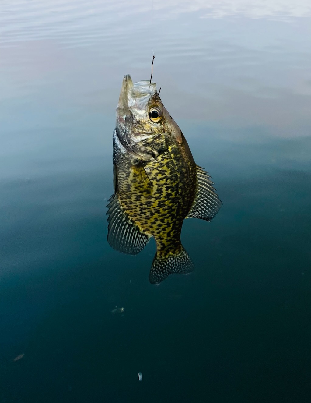 Hinsdale Island Campsites