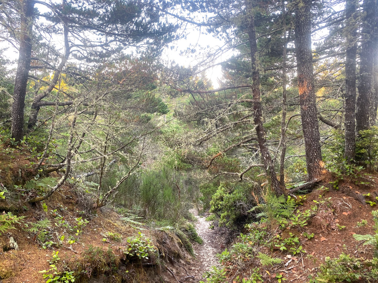 Alder Dune Campground