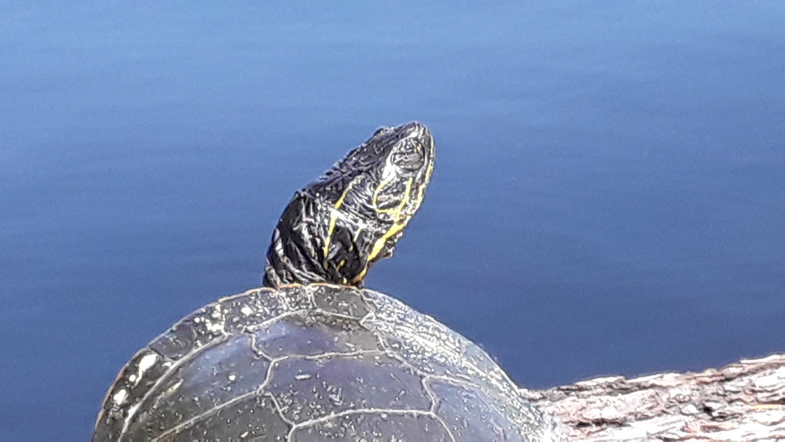 Brush Lake Campground