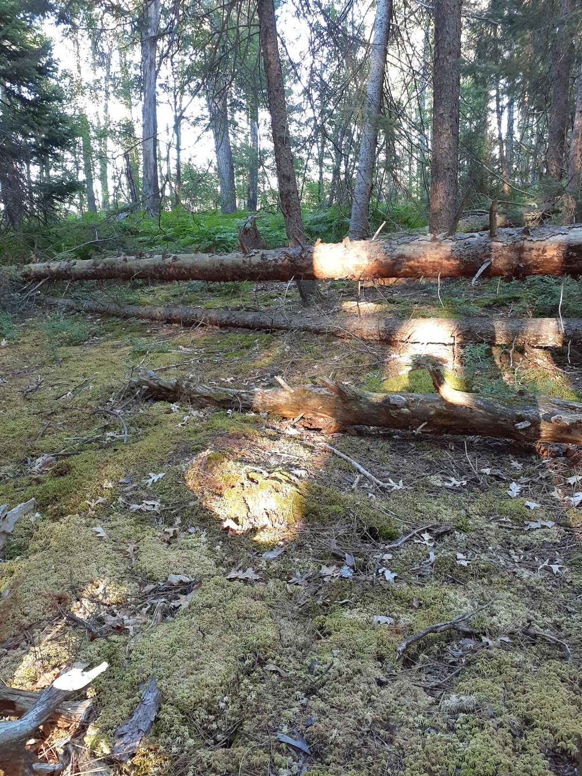 Canoe Harbor Campground