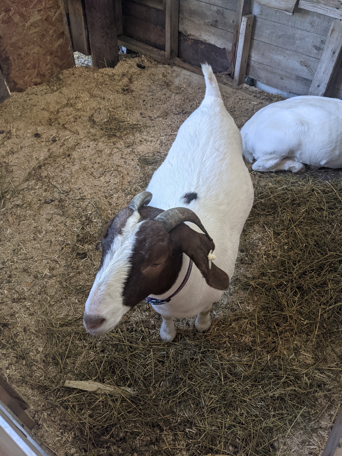 Elroy Fair at Schultz park