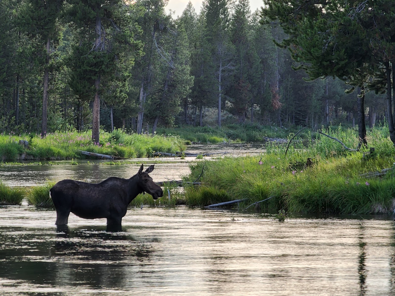 Big Springs Grp. Area - Island Park