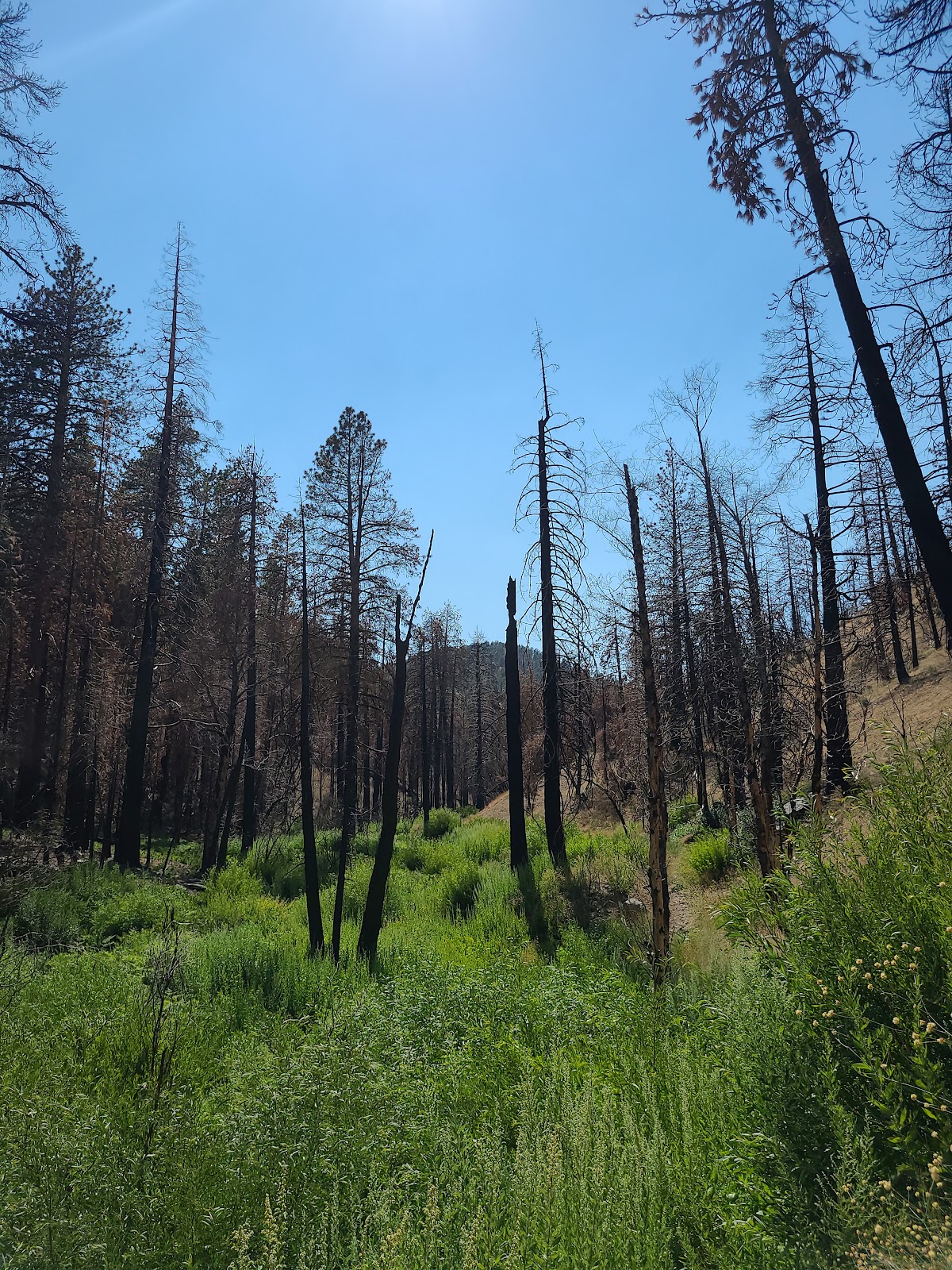 Cooper Canyon Trail Camp