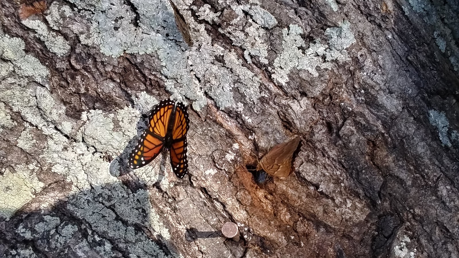 Colbert County Rose Trail Park