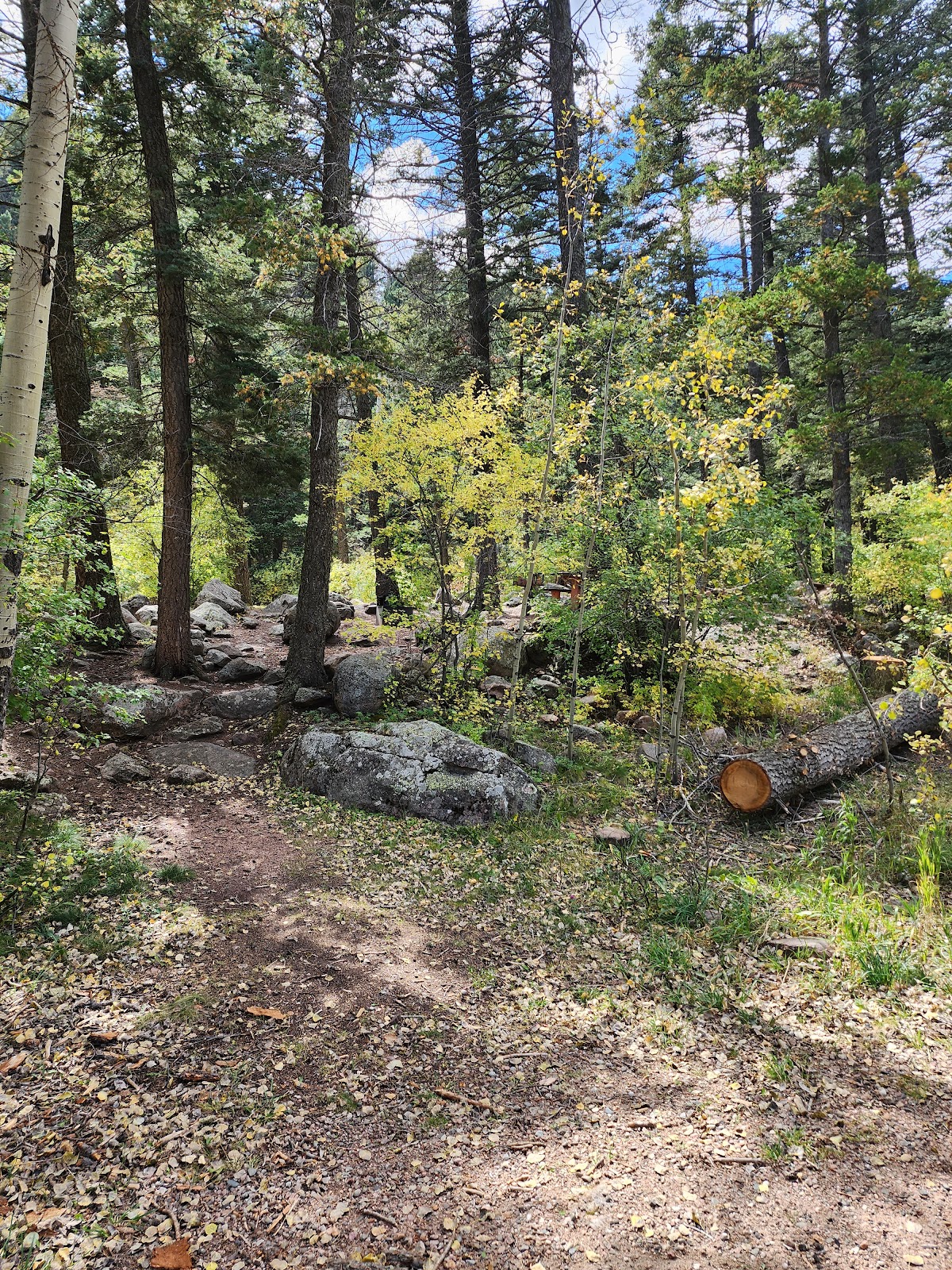 Spruce Group - Lake Isabel