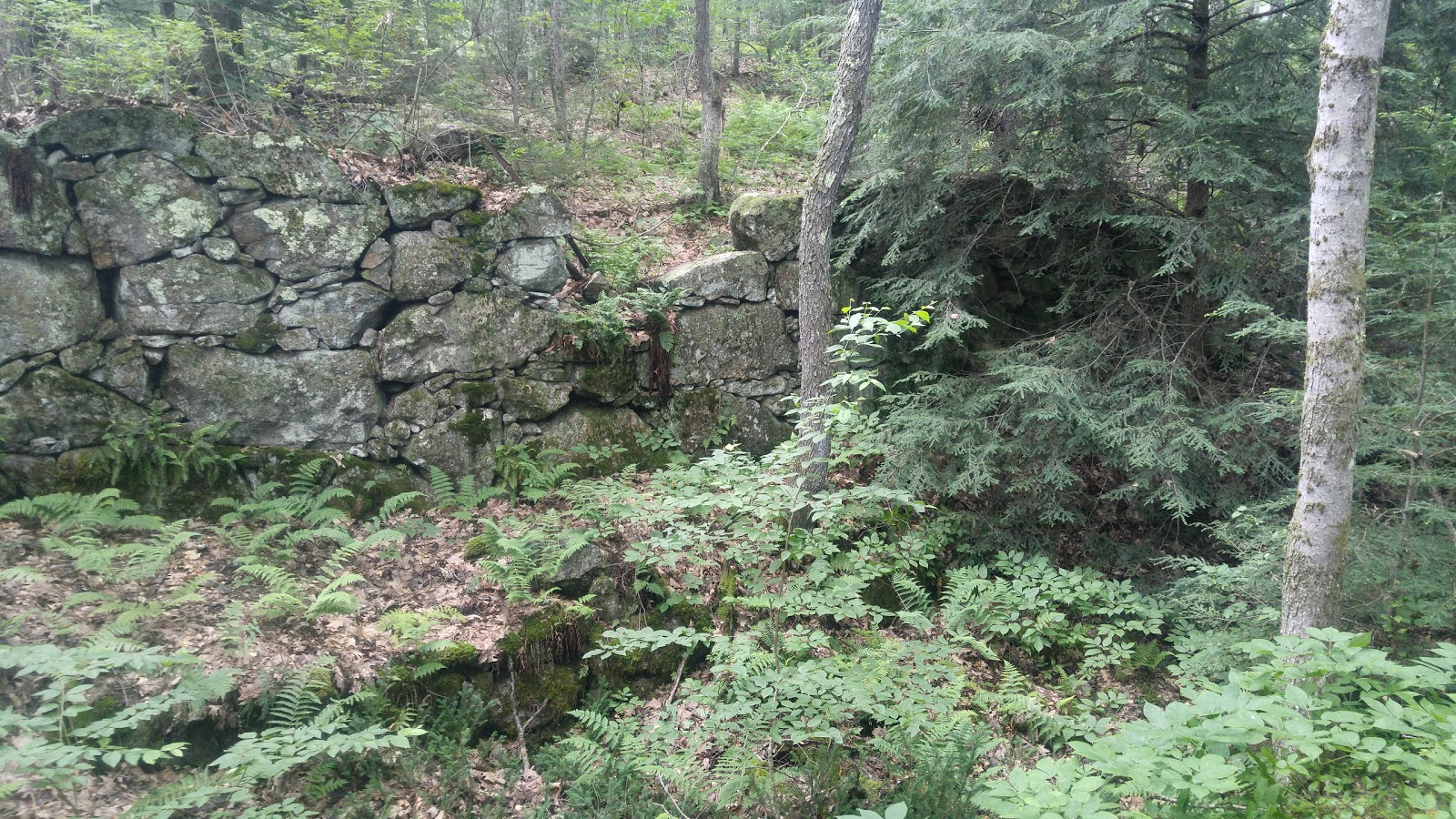 Petersham State Forest