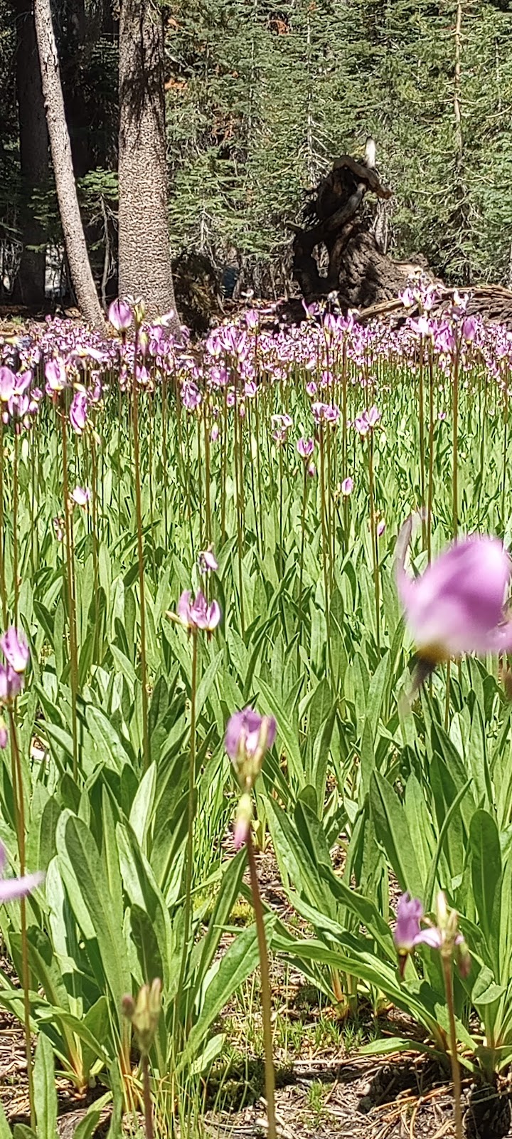 Trapper Springs Campground