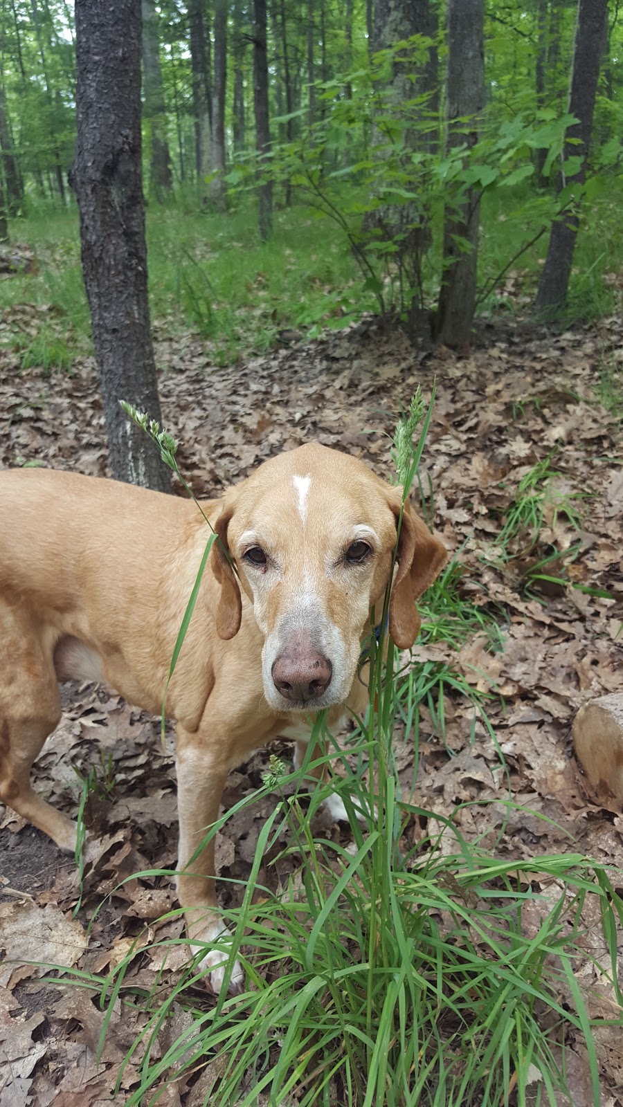Guernsey Lake SF Campground