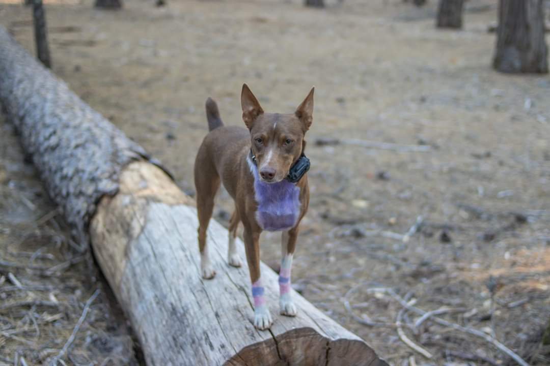 Hayward Flat Campground