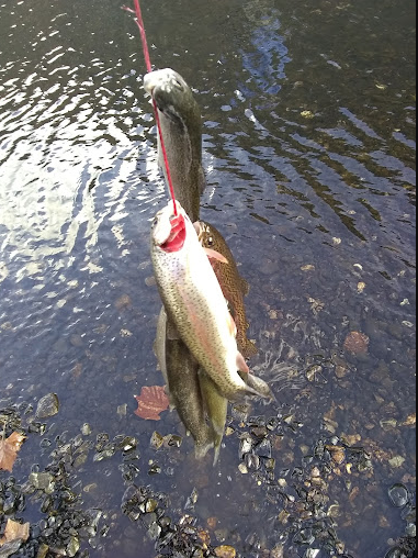 Dam Site River - Beaver Lake