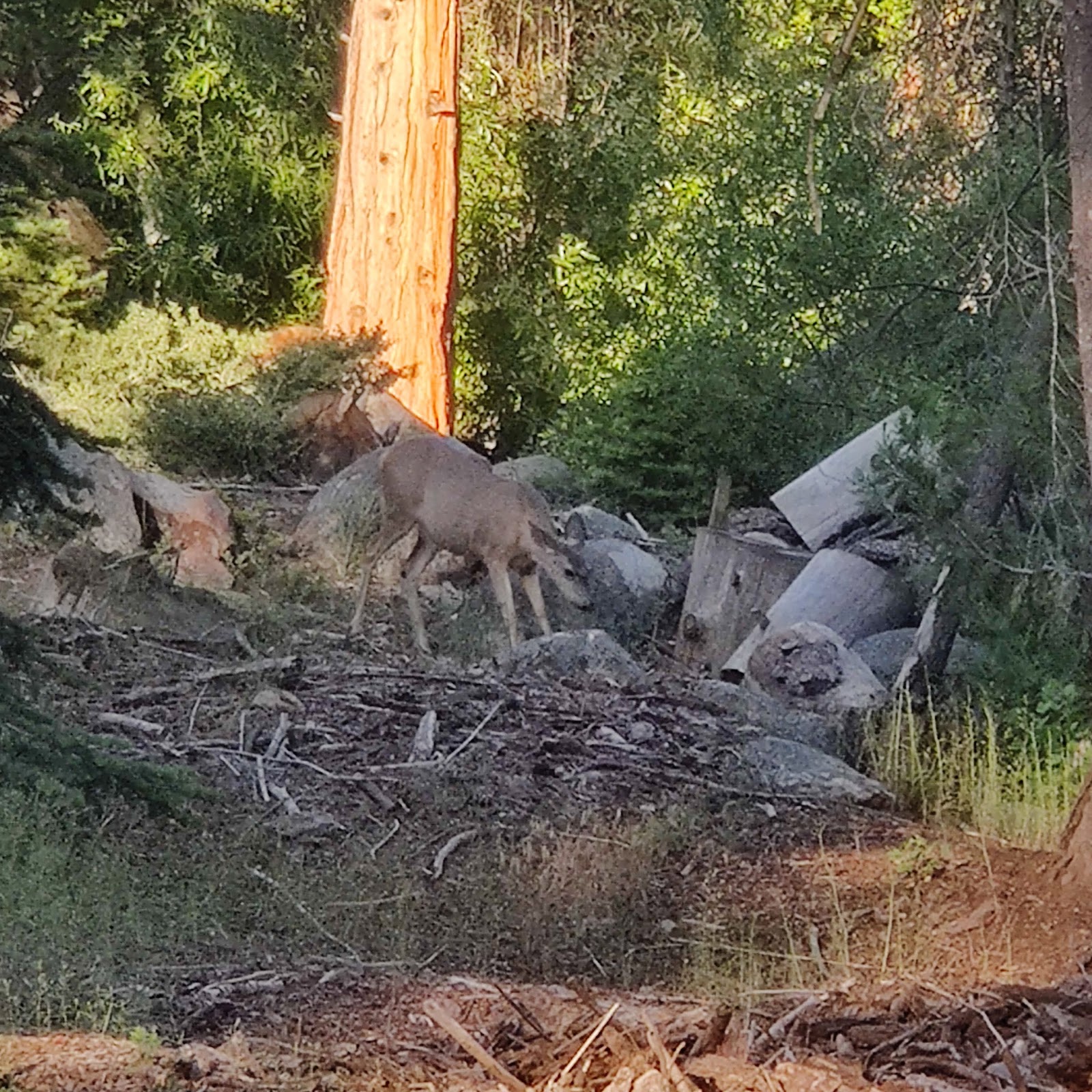Landslide Campground