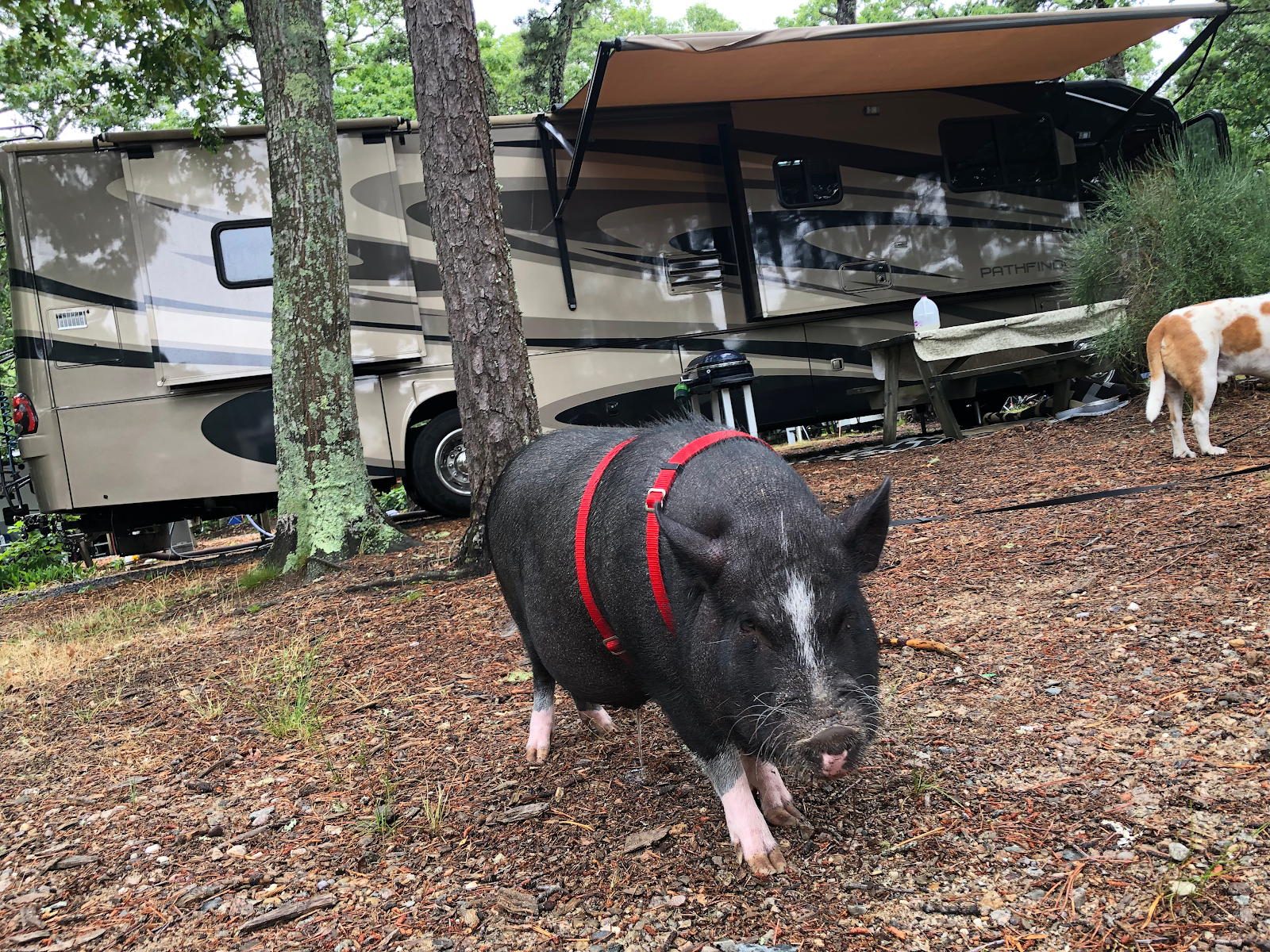 Atlantic Oaks RV Park Campground