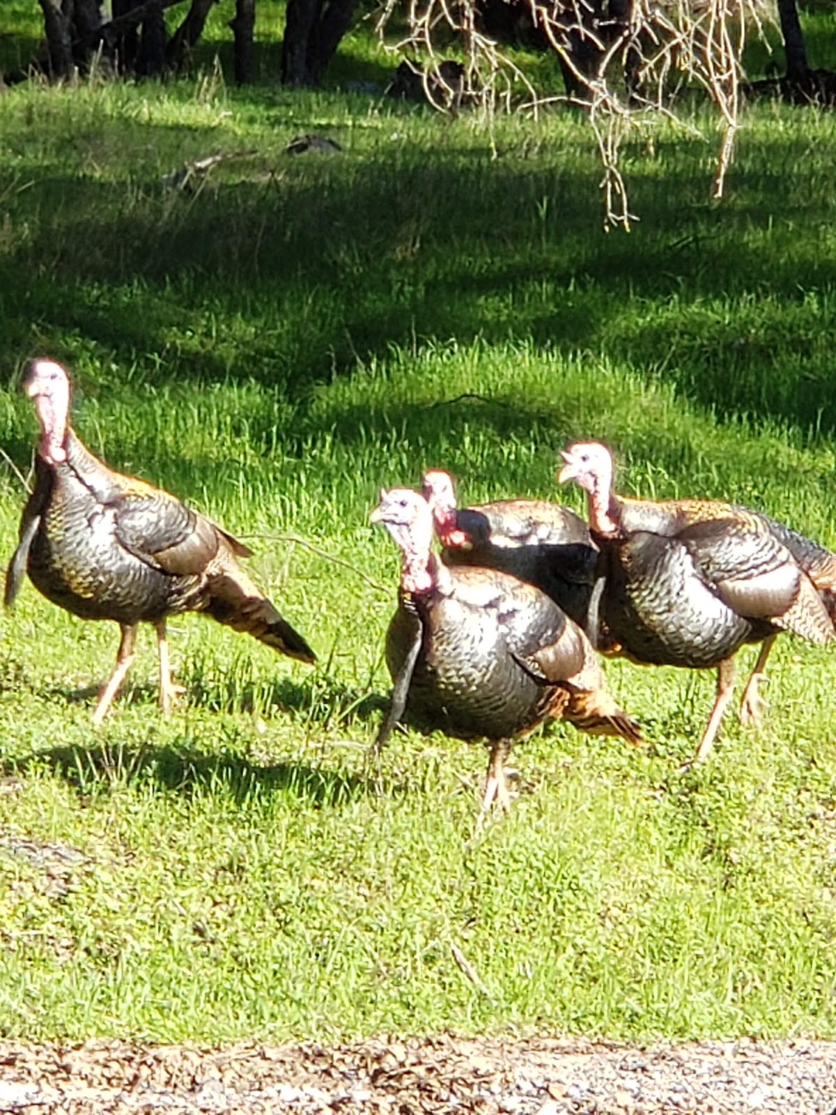 Marble Quarry RV Park