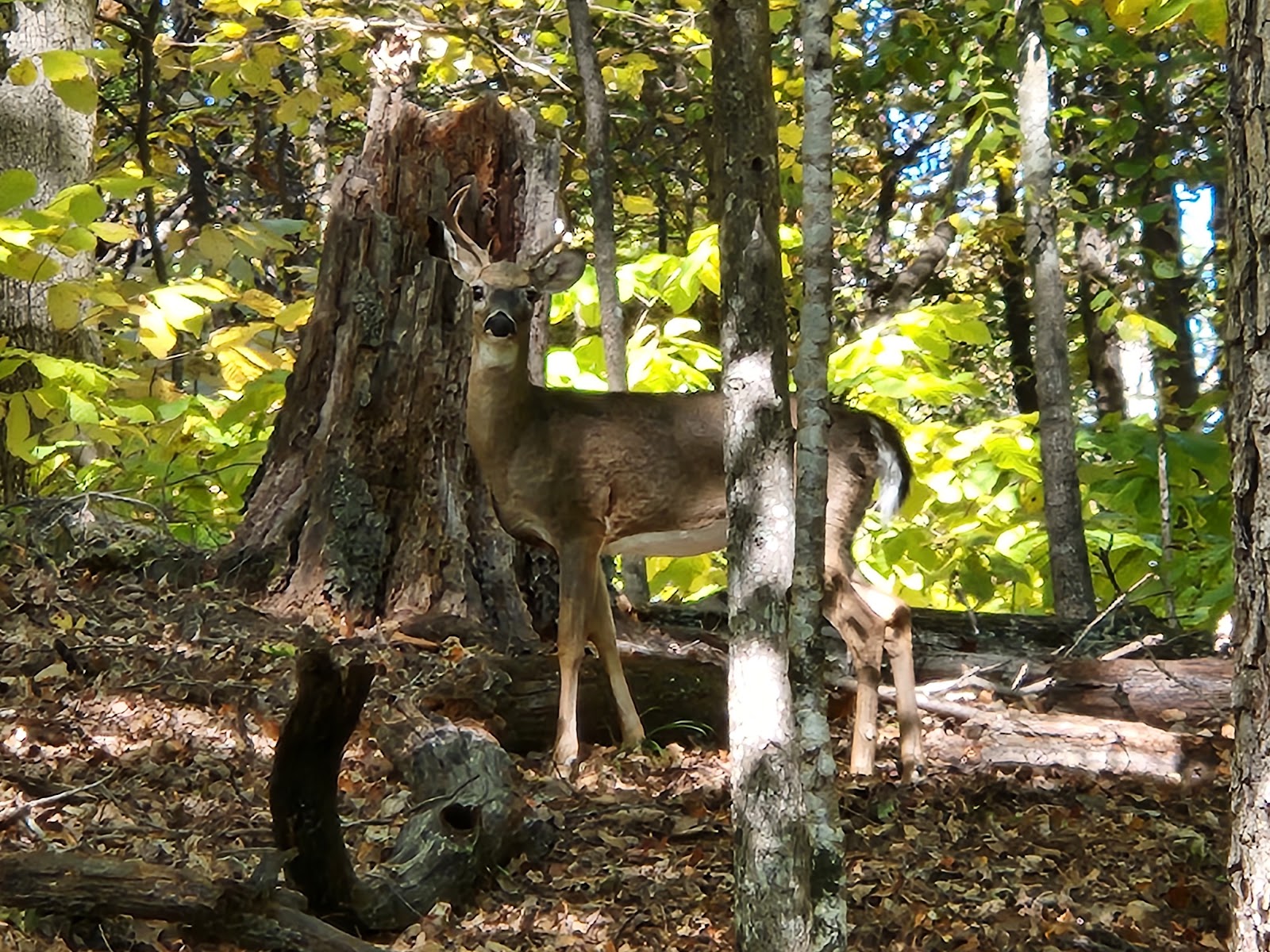 Warriors' Path State Park