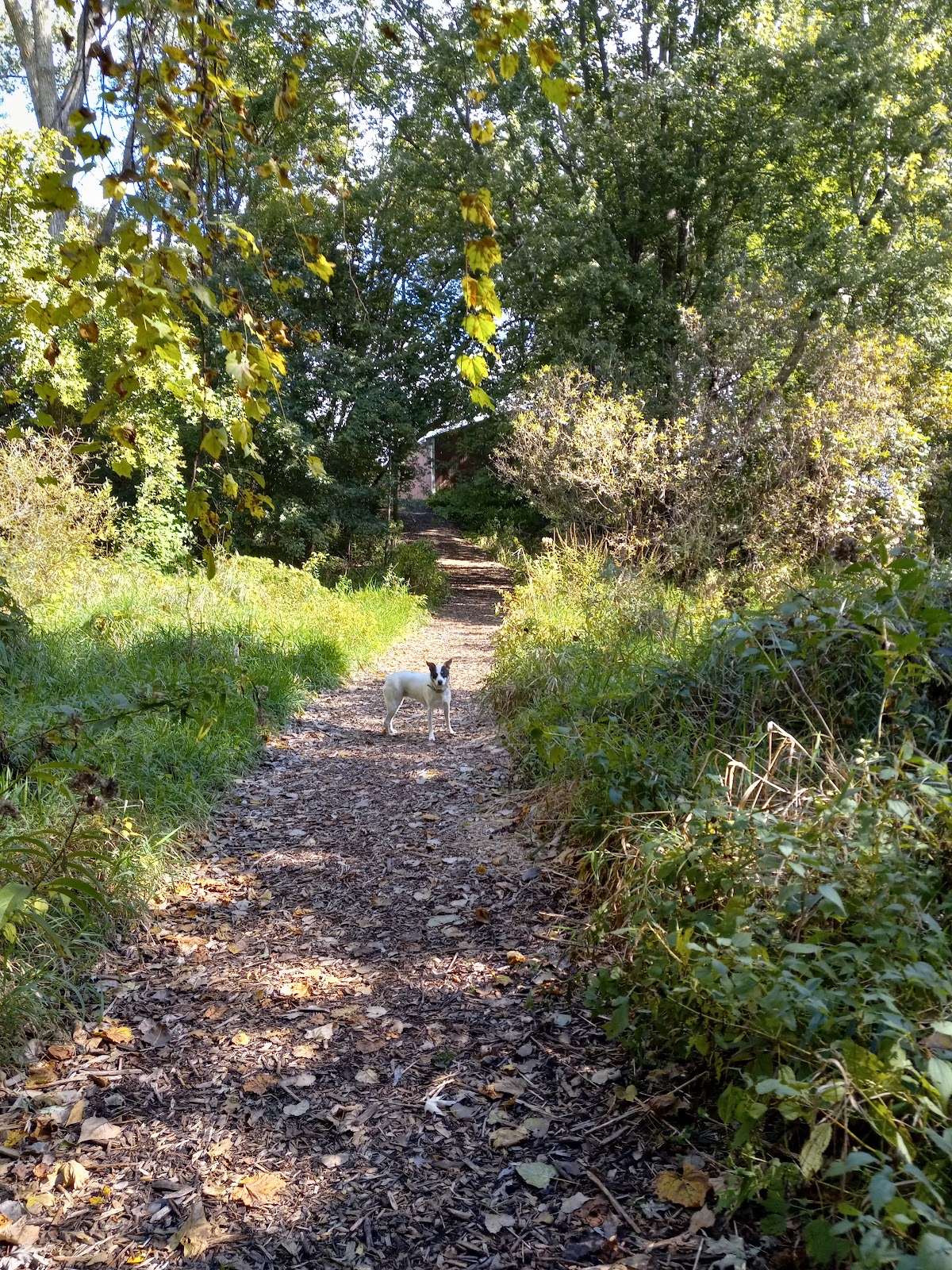 Chesaning Show Park Campground