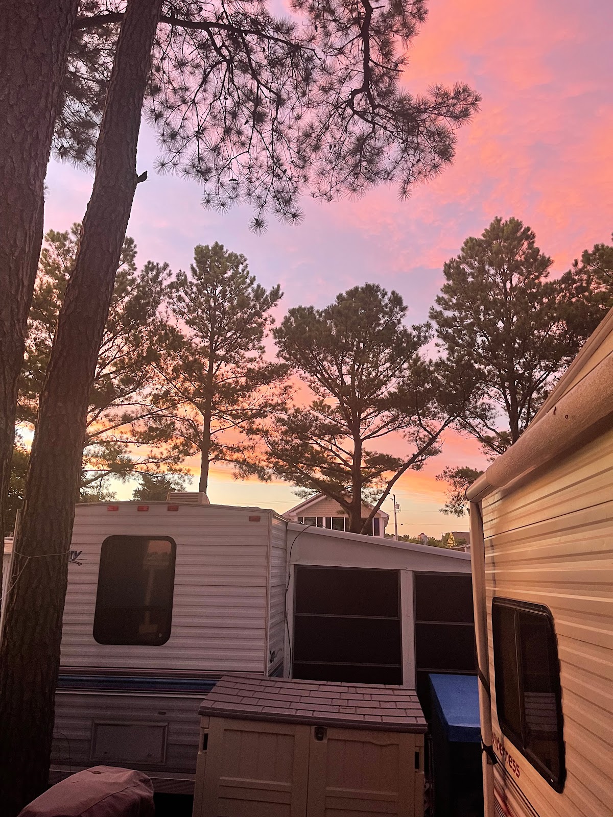 Pine Tree Campsites