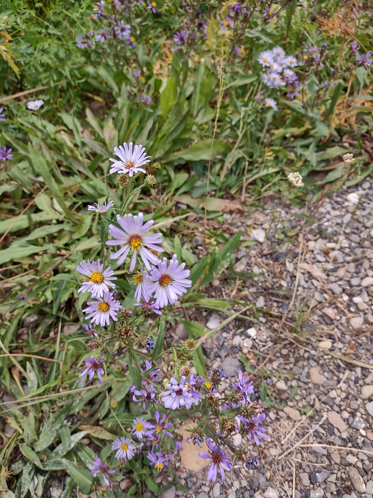 Thompson Flat Campground