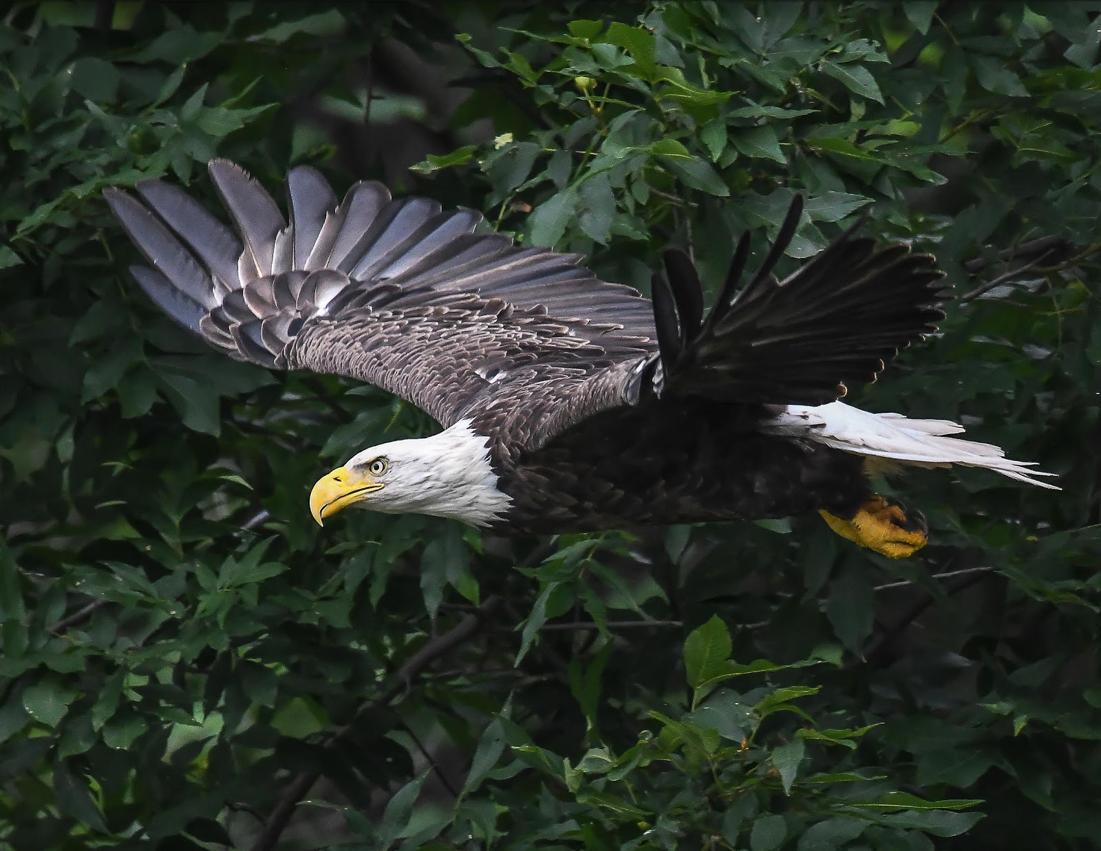 Pettecote Junction Campground